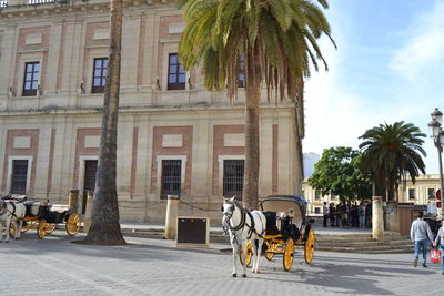 Horse cart on street in city