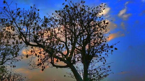 Low angle view of tree against sky