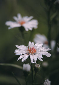 Close-up of white flowering plant