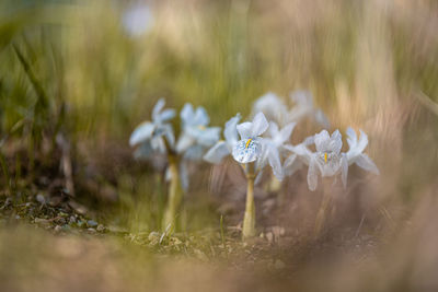 Close-up of white flowering plants on field