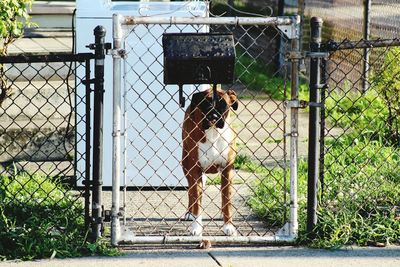 Horse in cage by chainlink fence