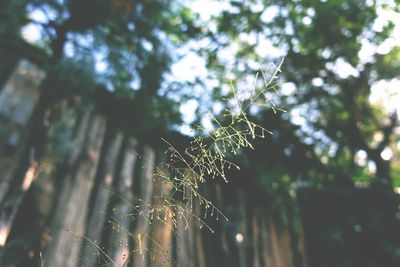 Close-up of spider on web against trees
