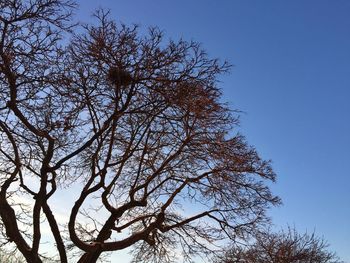 Low angle view of bare trees against blue sky