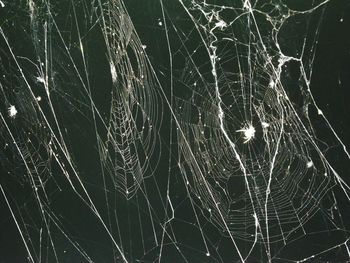 Close-up of spider web