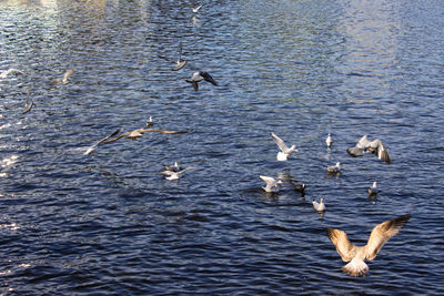 Seagulls flying over sea