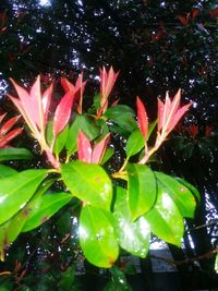 Close-up of plant against trees at night