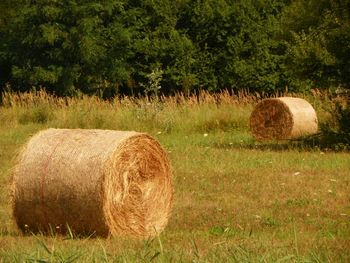 Hay bales on field