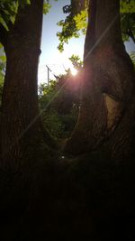 Sun shining through trees