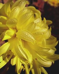 Close-up of wet yellow flower blooming outdoors