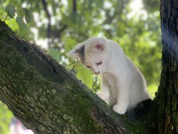 View of a cat on tree trunk