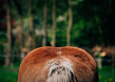 Close-up of plant against blurred background