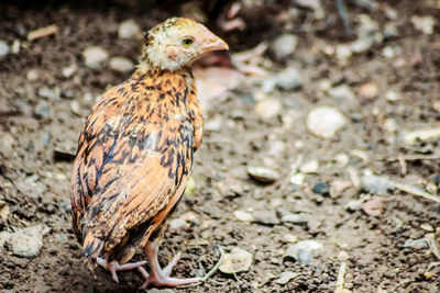 Close-up of a bird on field