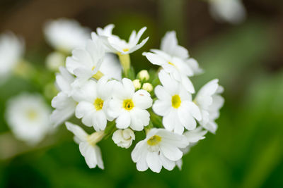 Close-up of white flowers