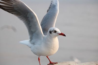 Close-up of seagull flying