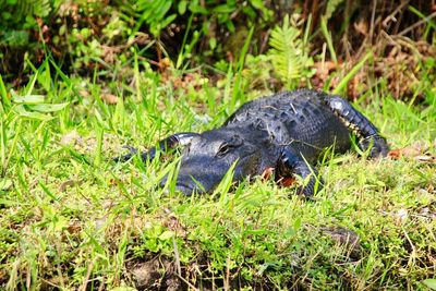 Lizard on a field