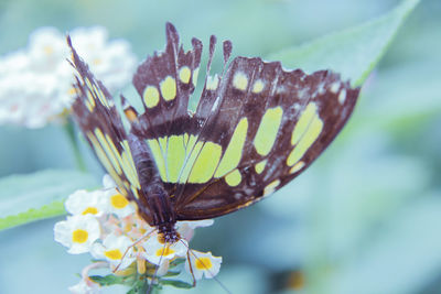 Close-up of butterfly pollinating on flower