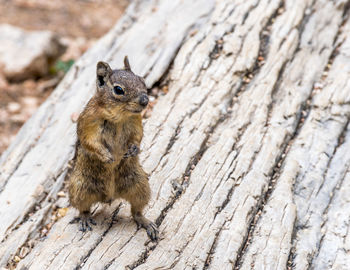 Squirrel on wood