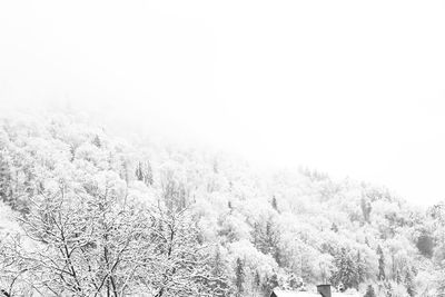 Scenic view of forest against clear sky during winter