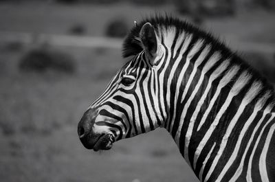 Side view of zebra