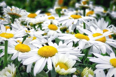 Close-up of white daisy flowers