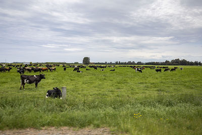 Cows grazing in field