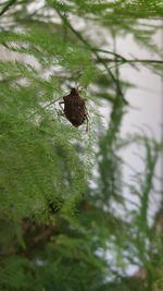 Close-up of insect on leaf