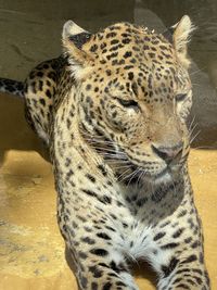 Close-up of a cat looking away