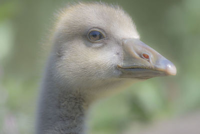 Close-up of a bird