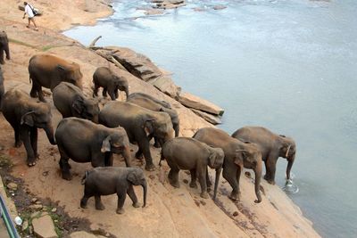 High angle view of elephant in lake