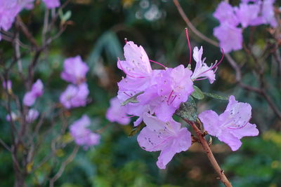 Close-up of purple flowering plant