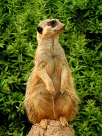 Close-up of erdmännchen sitting outdoors