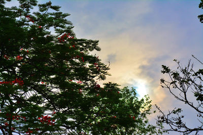 Low angle view of trees against sky