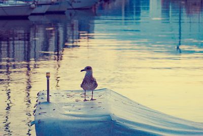 Bird perching on wooden post in lake