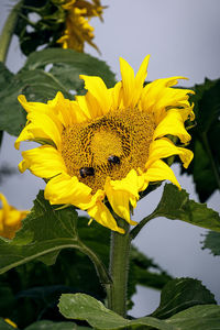 Close-up of insect on sunflower