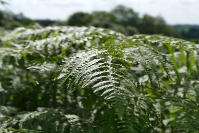 Close-up of ferns growing on sunny day