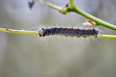 Close-up of insect on leaf