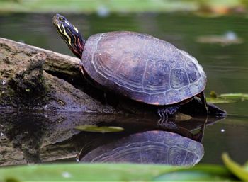 Close-up of turtle in a lake