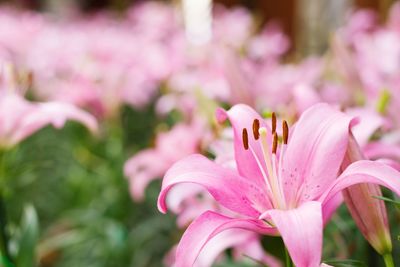 Close-up of pink flowering plant