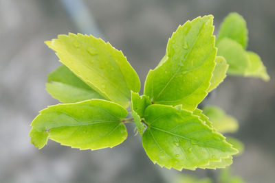 Close-up of plant