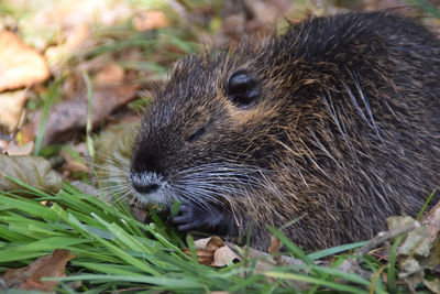 Close-up of an animal lying on grass