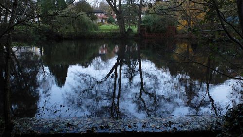 Reflection of trees in lake