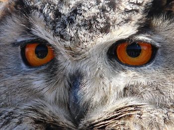 Close-up of eagle owl