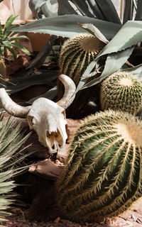 High angle view of succulent plant