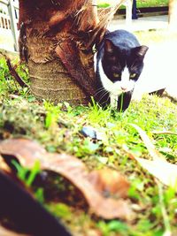 Close-up of cat on grass