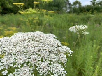 Close-up of white flowering plant on field