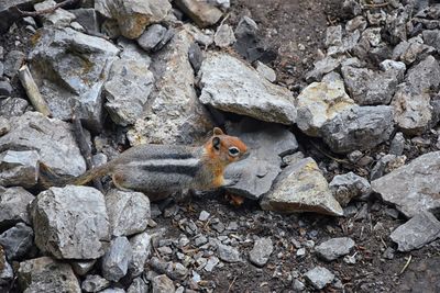 Western chipmunk rodent sciuridae found in north america  big cottonwood canyon rocky mountains utah