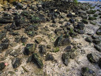 Plants growing on rocks
