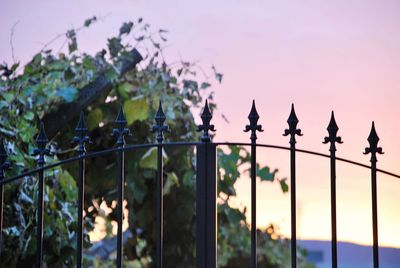 Plants and fence against sky during sunset
