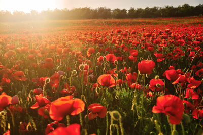 Red poppy flowers blooming in field