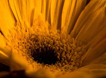 Close-up of yellow flower blooming outdoors